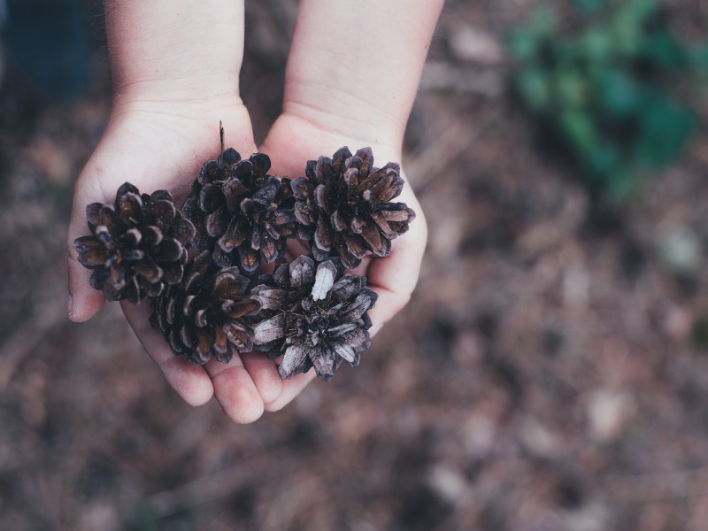 A pair of hands, cupped, holding 5 small pine cones. The shape of the cupped hands looks like a heart.