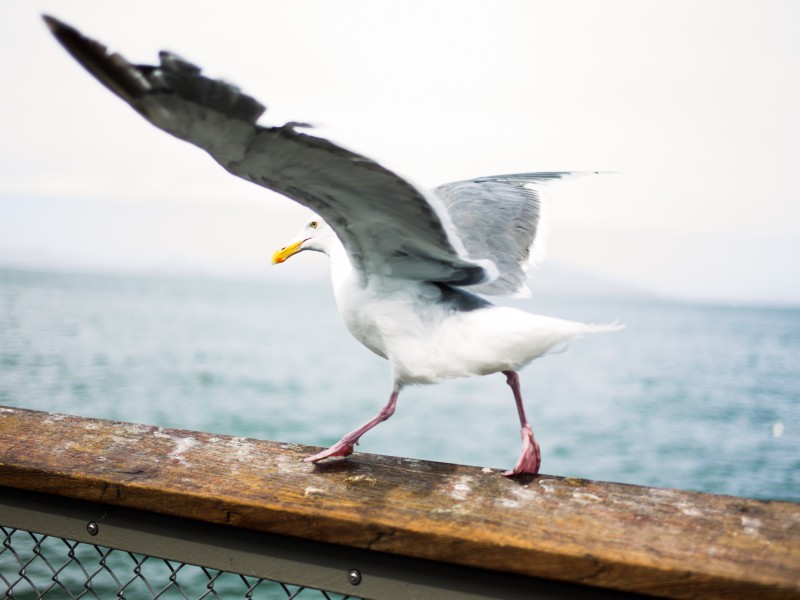 A Herring Gull perched on a hand railing. A large body of water is in the background. The bird is facing away with its wings raised as if about to take off.