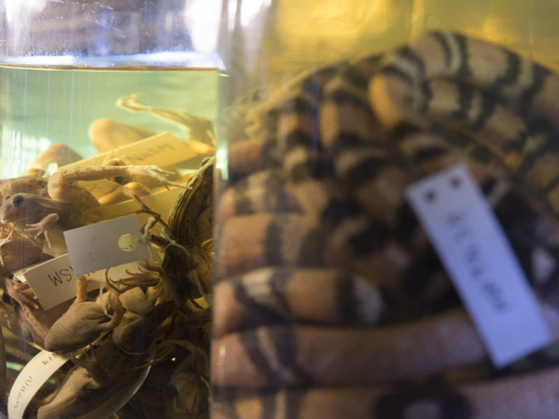 Sampling of herpetology collection