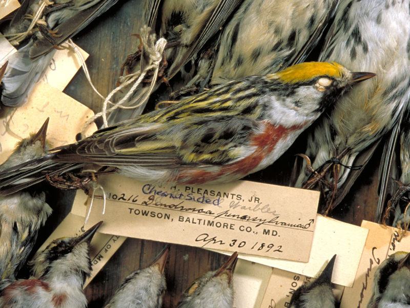Sampling of ornithology collection