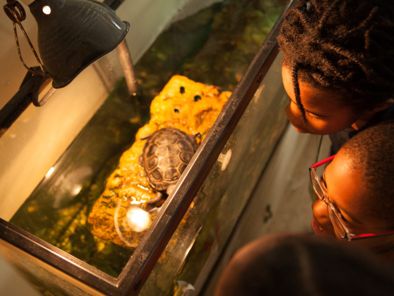 Fourth grade students looking at a turtle in a tank.