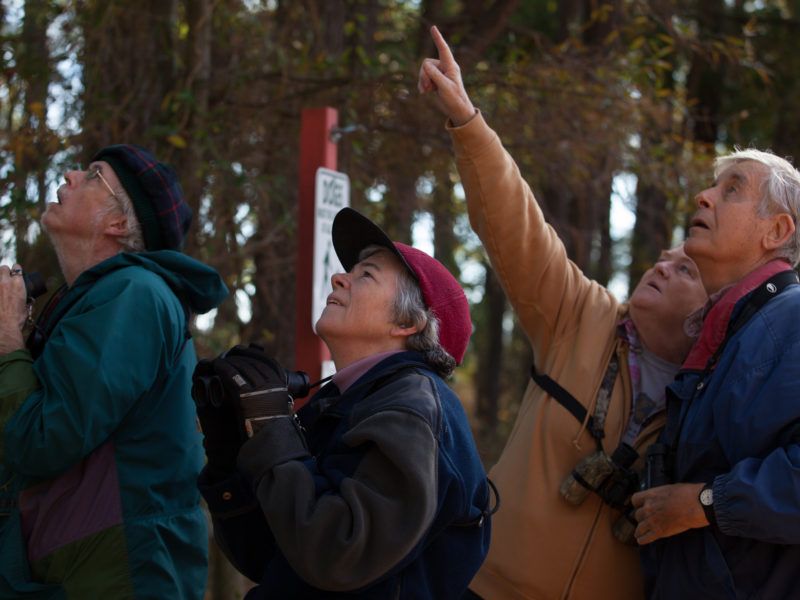 A group of 4 birders holding binoculars. The are in the woods and looking upwards into the trees, pointing.