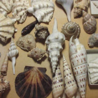 Shells from the NHSM Invertebrate collection A collection of shells of different shapes and sizes. Some are spiral while others are clam-shaped.