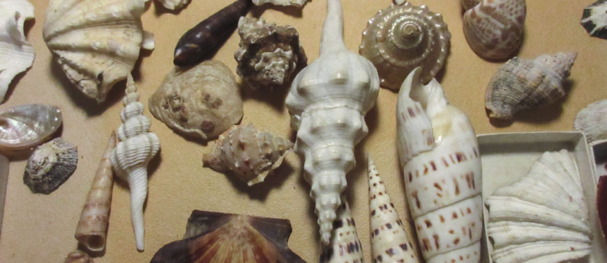 A collection of shells of different shapes and sizes. Some are spiral while others are clam-shaped.