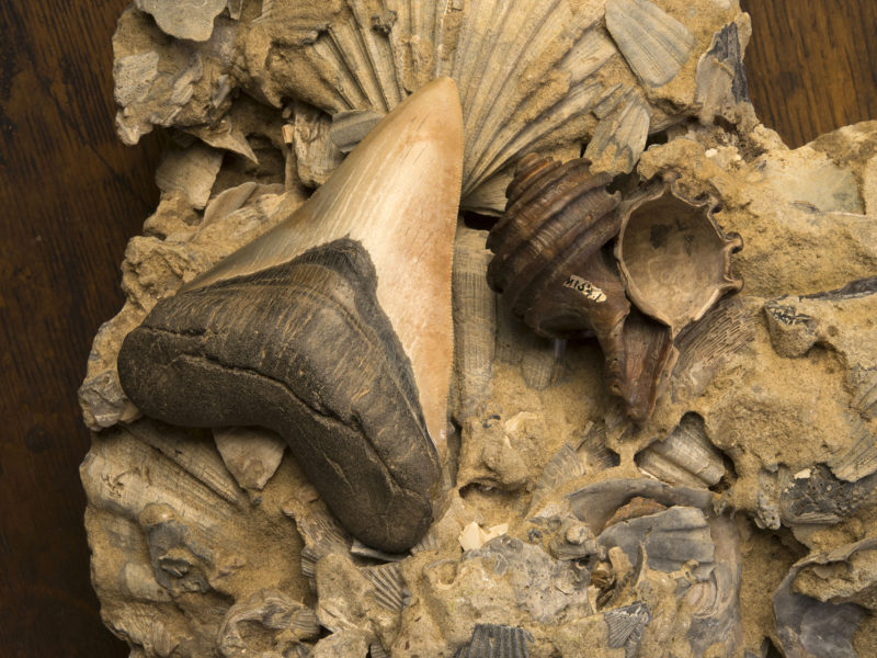 Sample of paleontology collection