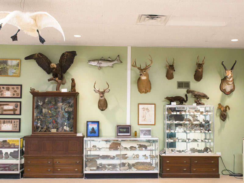 The wall of a natural history museum- various animal mounts are hung on the walls, such as eagles, deer, and a black bear, and display cases contain artifacts and other specimens.