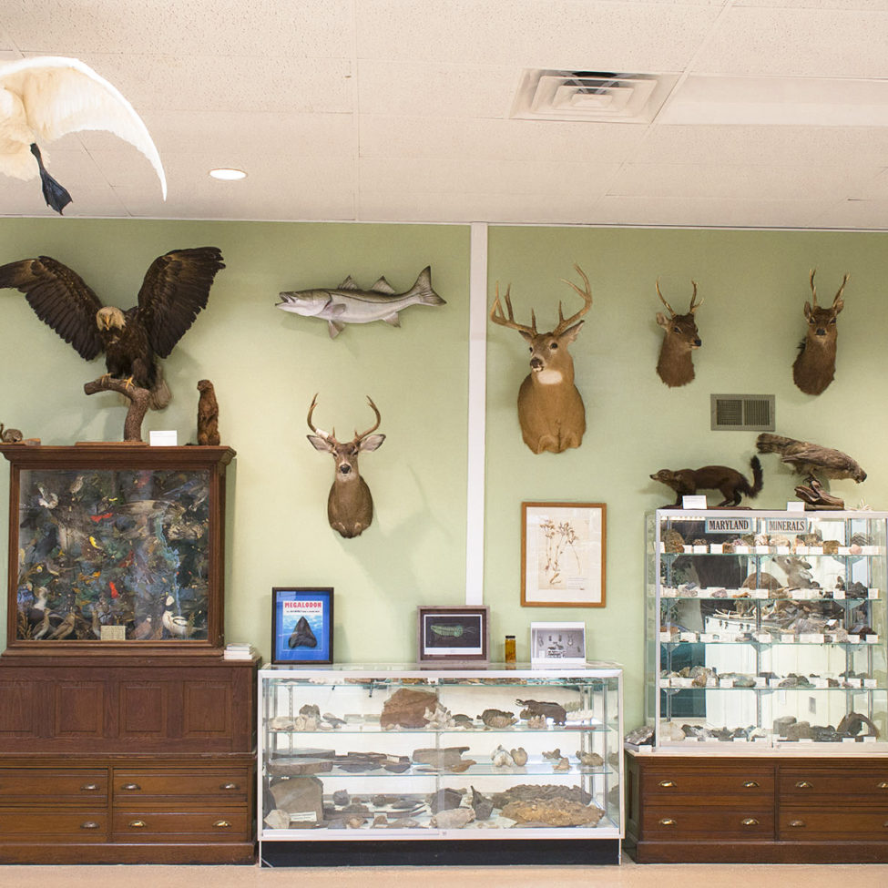 The wall of a natural history museum- various animal mounts are hung on the walls, such as eagles, deer, and a black bear, and display cases contain artifacts and other specimens.