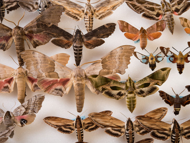 Sampling of invertebrates collection