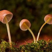 mushroom-2949539_960_720 Mushrooms