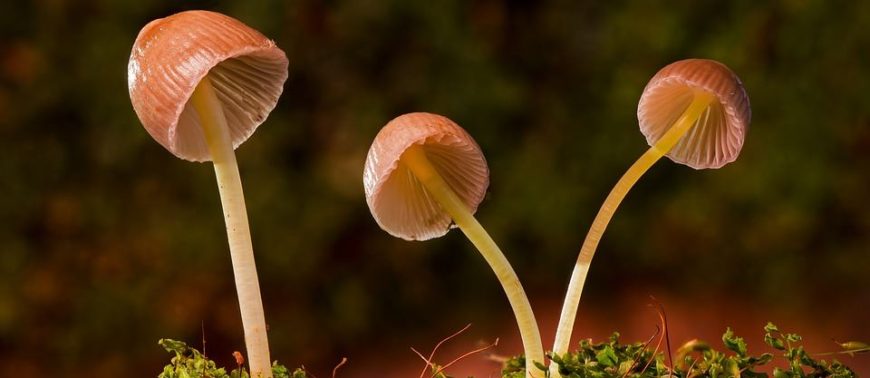 Mushrooms