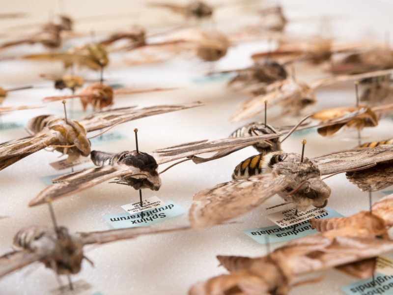 Part of Insect Collection