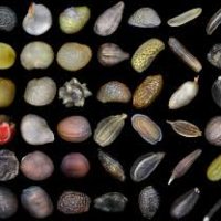 seed
