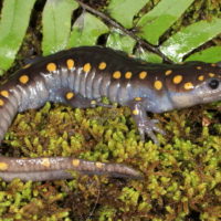 Spotted Salamander Spotted Salamander