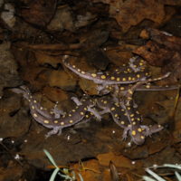 Spotted Salamanders