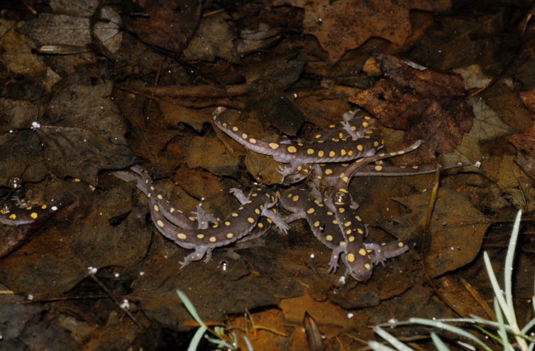 Spotted Salamanders