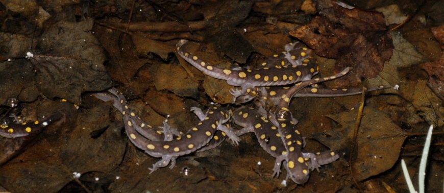 Spotted Salamanders