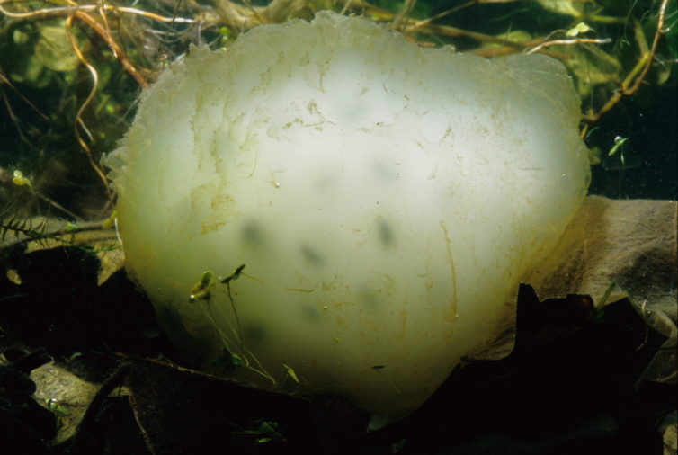 Spotted salamander egg mass