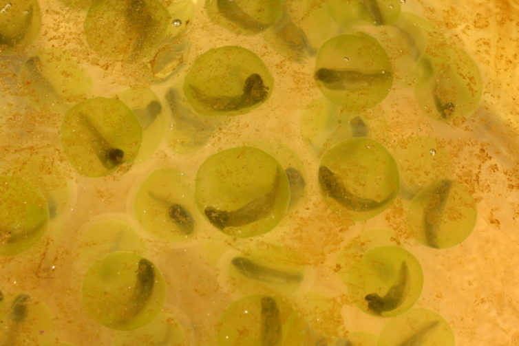 Close up of spotted salamander eggs