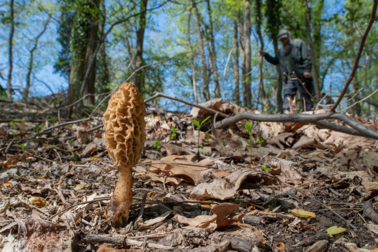 Nick searching for the delectable morel
