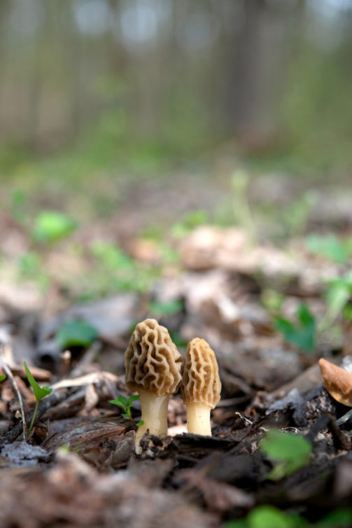 A pair of yellow morels in the forest