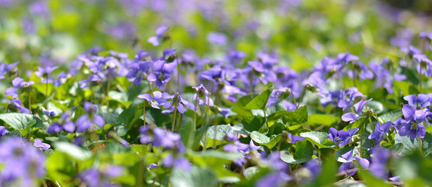 Low level view of a sea of violet flowers