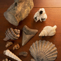a collection of fossils including a large shark tooth, shells, and bones.