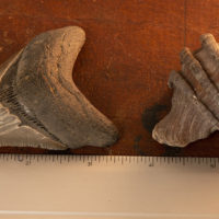 Raffle Fossils 03