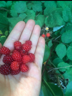 Small, ruby red berries in hand