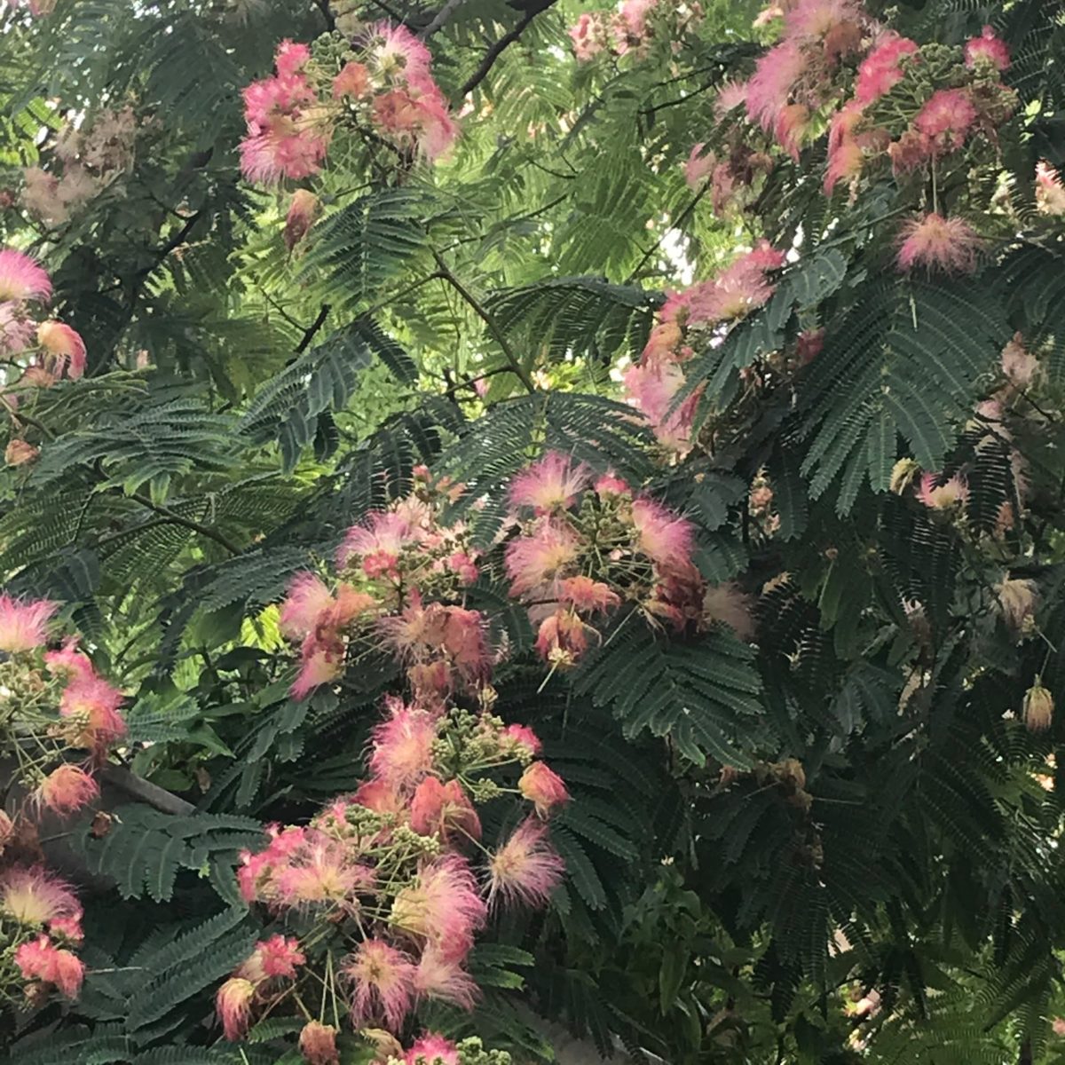 Pink, fuzzy flowers on a mimosa tree