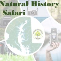 safari2