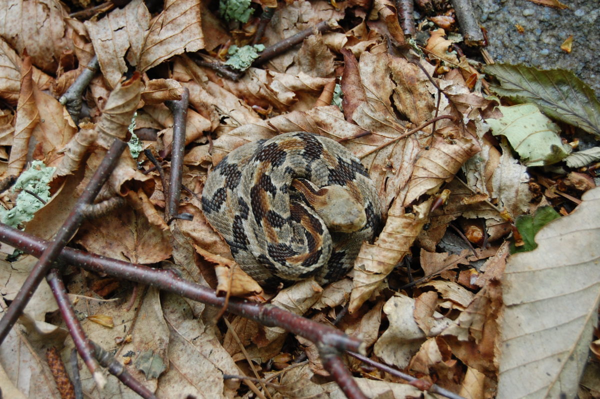 Venomous Snakes of Maryland – Natural History Society of Maryland