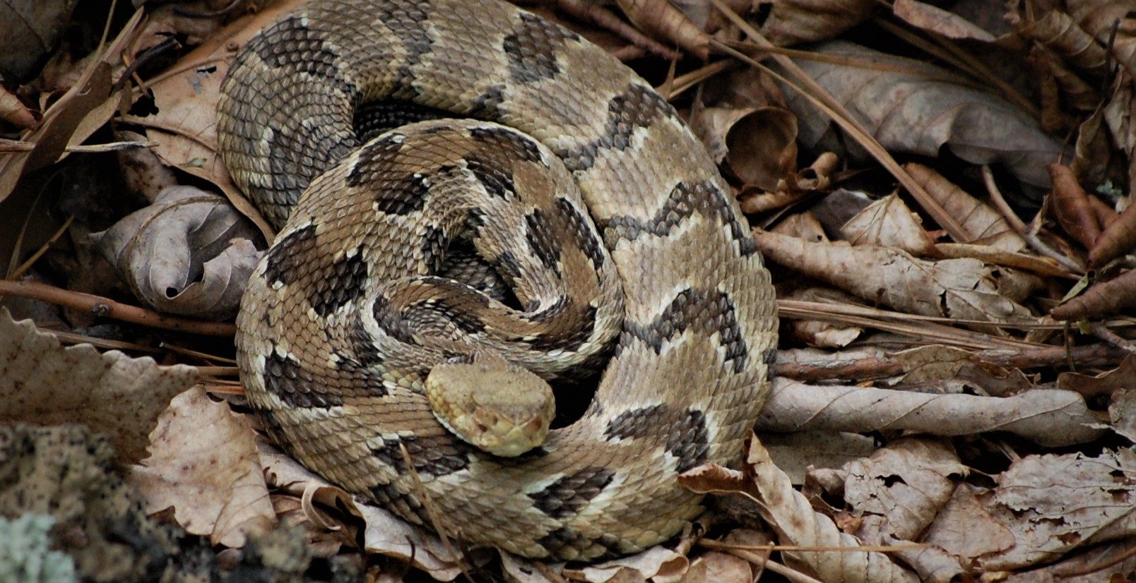 Venomous Snakes of Maryland – Natural History Society of Maryland