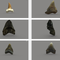 megteethgroup