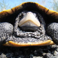 512px-Adult_Diamondback_terrapin