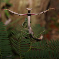 Adult Large Brown Mantid, Archimantis latistyla, Praying Mantis