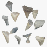 Fossilised_Shark_Teeth_Charles County