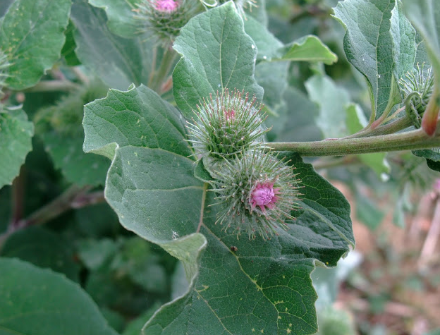 Image of Burdock weed flower