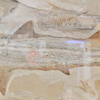 Shark_fossil