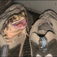 frogshoe