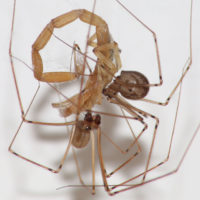 Physocyclus male sharing prey with female (1)