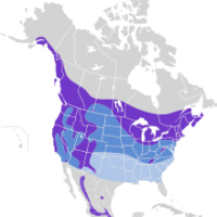 220px-Aegolius_acadicus_map.svg