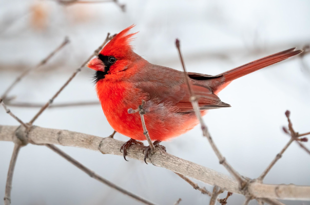 The Facts and Myths About Cardinal Birds – Natural History Society
