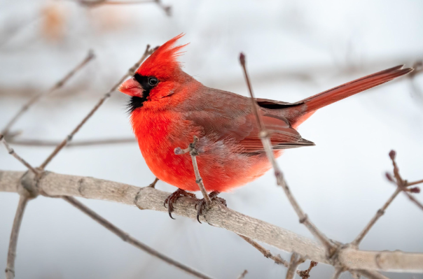 birds similar to cardinals