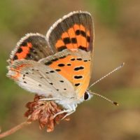 American_Copper_-_Lycaena_phlaeas,_Green_Ridge_State_Forest,_Flintstone,_Maryland_(35691243151)