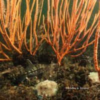coral