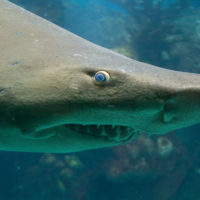 Close up of a tiger shark head swimming by