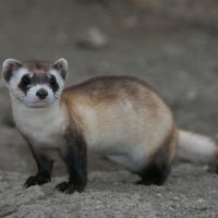 blackfootedferret