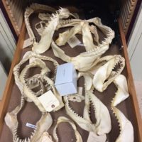 A collection of shark jaws and teeth