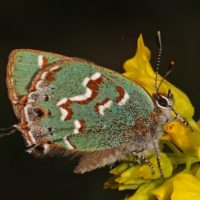 juniperhairstreak504222020cropped
