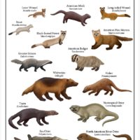 mustelids of MA